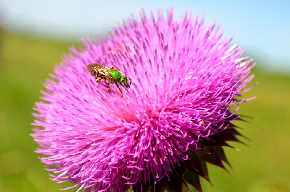 Sweat bee on musk thistle photo