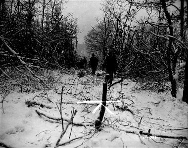 SC 374829 - Patrol of 26th Division walks cautiously through the woods near Wiltz, looking for signs of enemy in the area. 11 January, 1945. photo