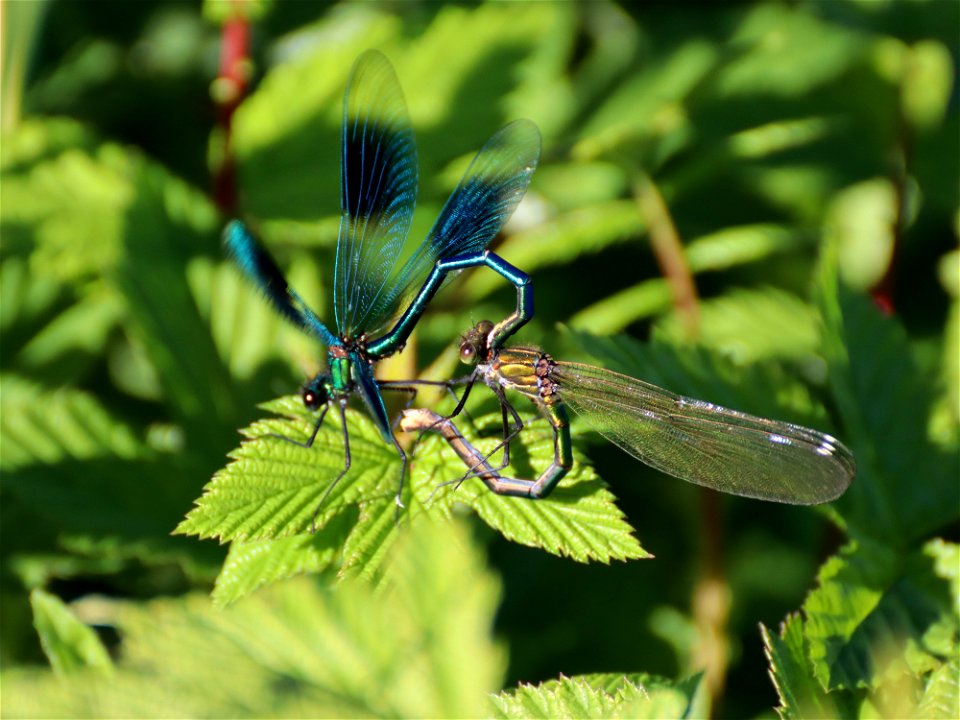 Banded Demoiselles Bonded