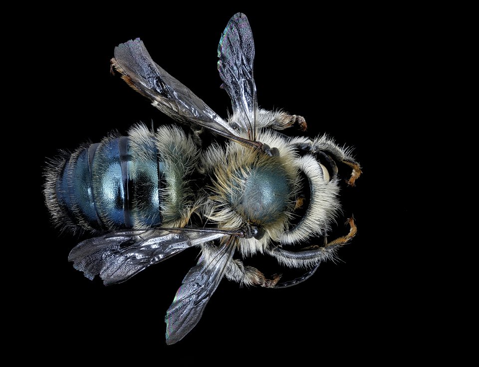 Osmia felti, m, back, Delta Co. MI_2020-02-17-19.00.02 ZS PMax UDR photo