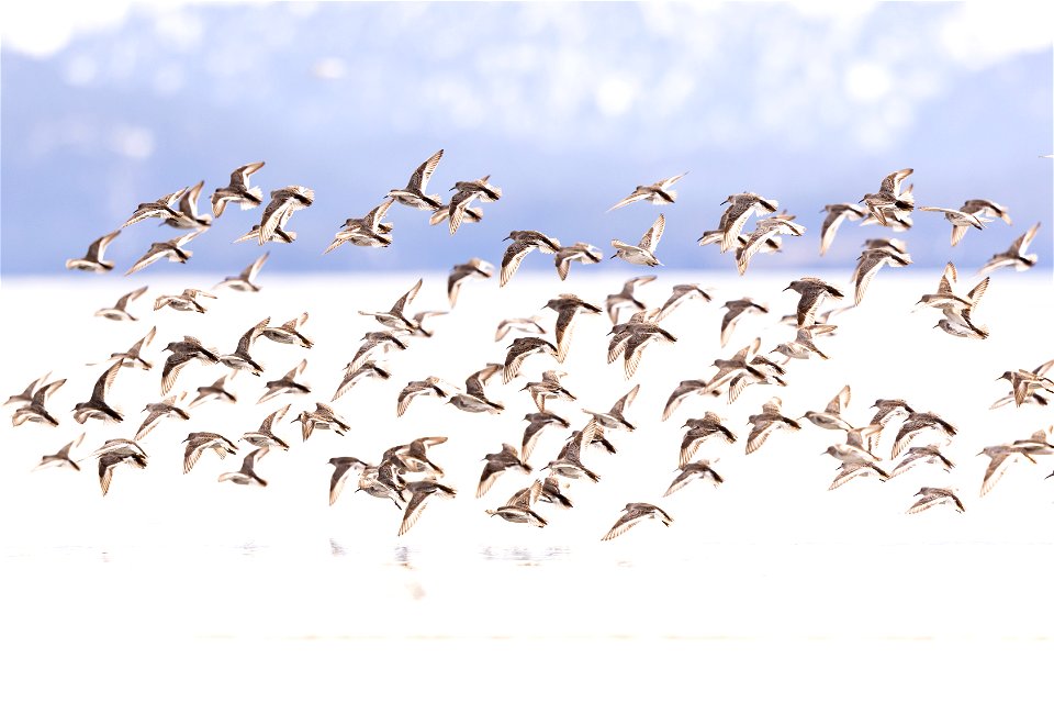 Rock sandpipers in flight over Kachemak Bay. photo