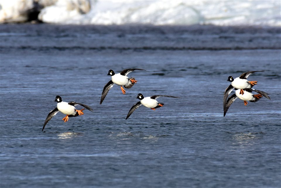 Common goldeneye at Seedskadee National Wildlife Refuge