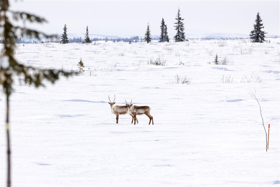 Caribou along a winter trail on Selawik National Wildlife Refuge photo