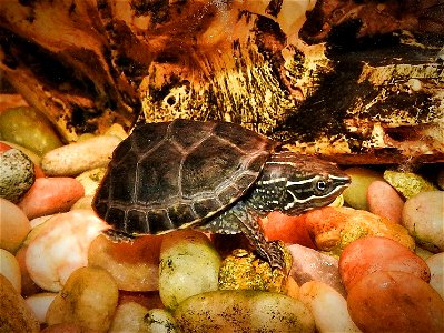 Eastern Musk Turtle photo