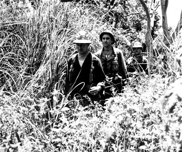 SC 170690 - Colonel John J. Carew, Captain Michael DeFinna, and Lt. James D. Doughty on a reconnaissance mission up a jungle trail, somewhere in New Guinea, 14 November, 1942. photo