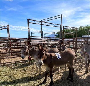 Northern Utah Wild Horse & Burro Festival - 2022