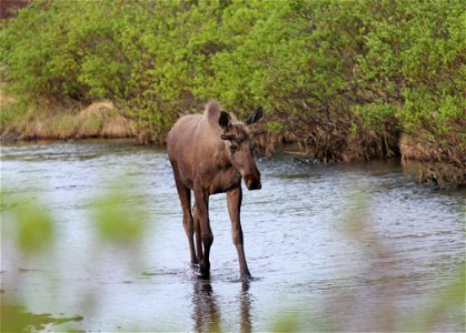 Moose in Allen Creek photo