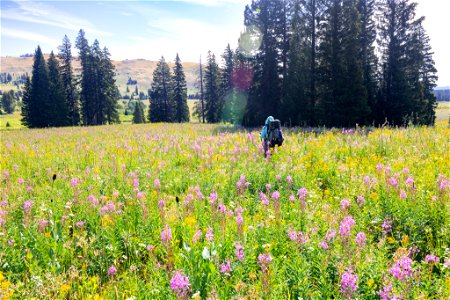 Hiking the Fawn Pass Trail through wildfowers photo