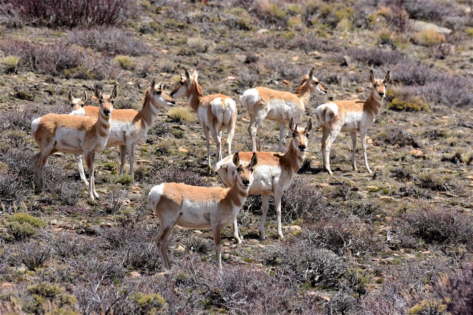 Pronghorn at Arapaho National Wildlife Refuge Colorado