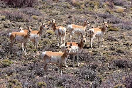 Pronghorn at Arapaho National Wildlife Refuge Colorado