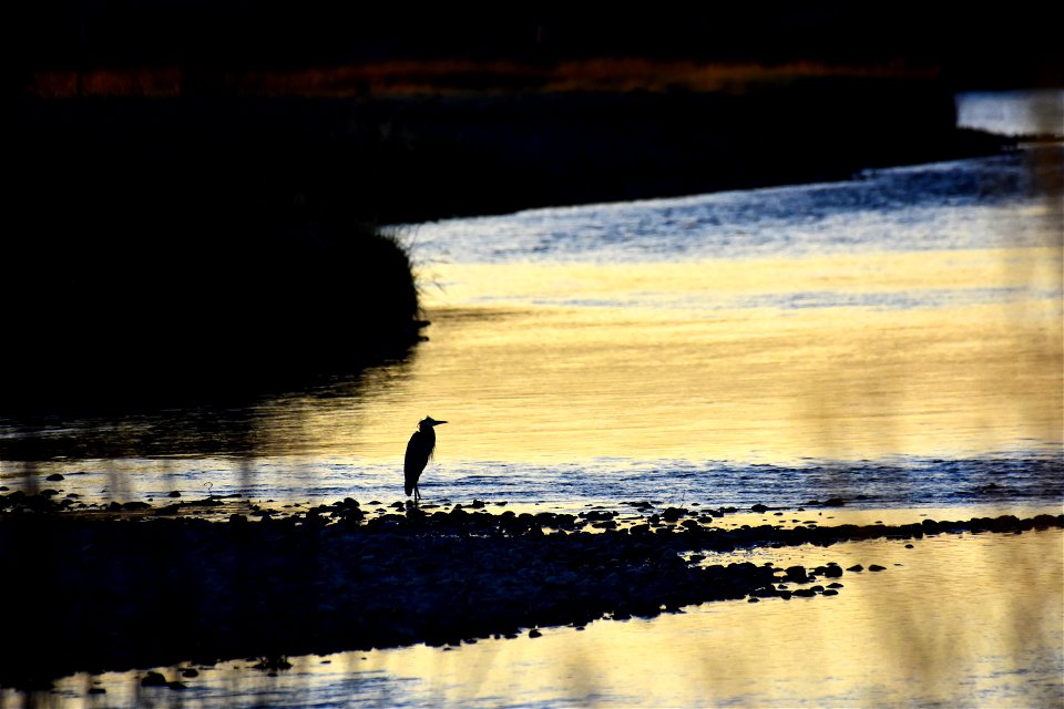 Great blue heron at Seedskadee National Wildlife Refuge