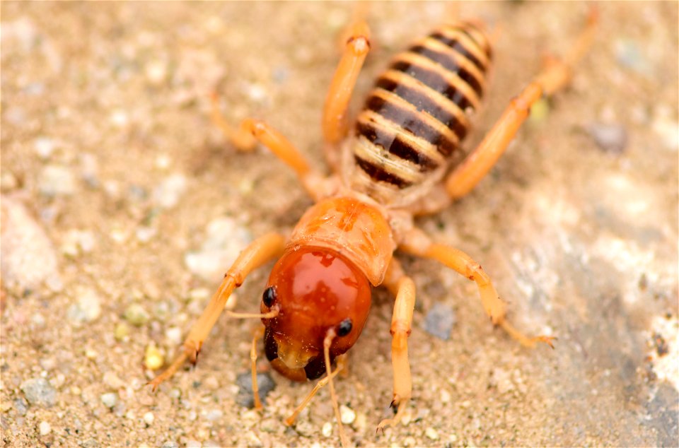 Sand puppy at Seedskadee National Wildlife Refuge