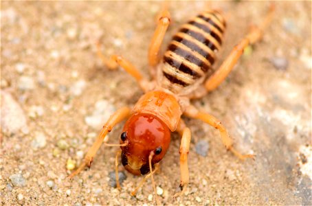 Sand puppy at Seedskadee National Wildlife Refuge