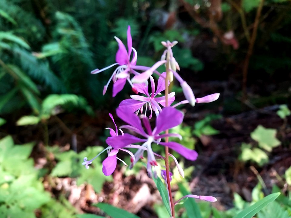 Fireweed, Mt. Baker-Snoqualmie National Forest. Photo by Anne Vassar Aug. 10, 2021.