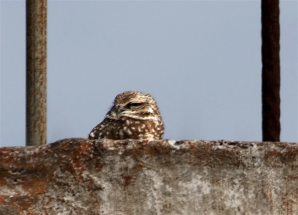 461 - BURROWING OWL (02-09-2023) hidalgo co, tx -01