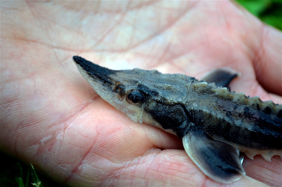Juvenile Lake Sturgeon