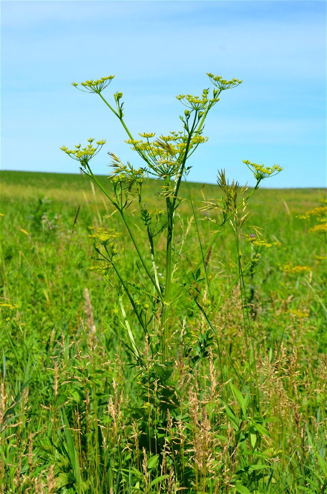 Wild parsnip in an Iowa prairie