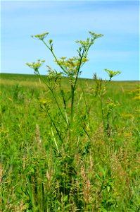 Wild parsnip in an Iowa prairie photo