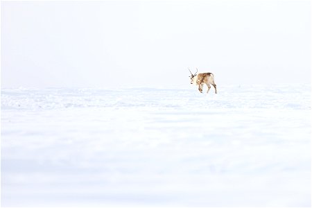 Caribou walking beside a winter trail on Selawik National Wildlife Refuge