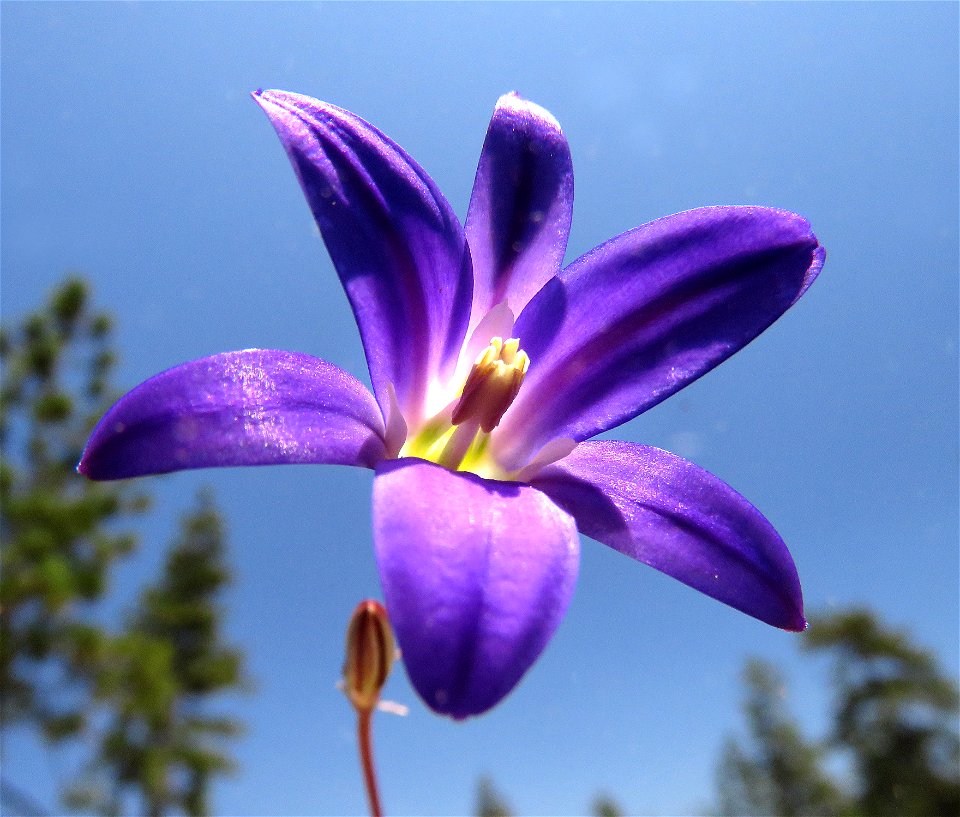 HARVEST BRODIAEA (Brodiaea elegans) (7-25-2021) low divide road, smith river rec area, del norte co, ca -01