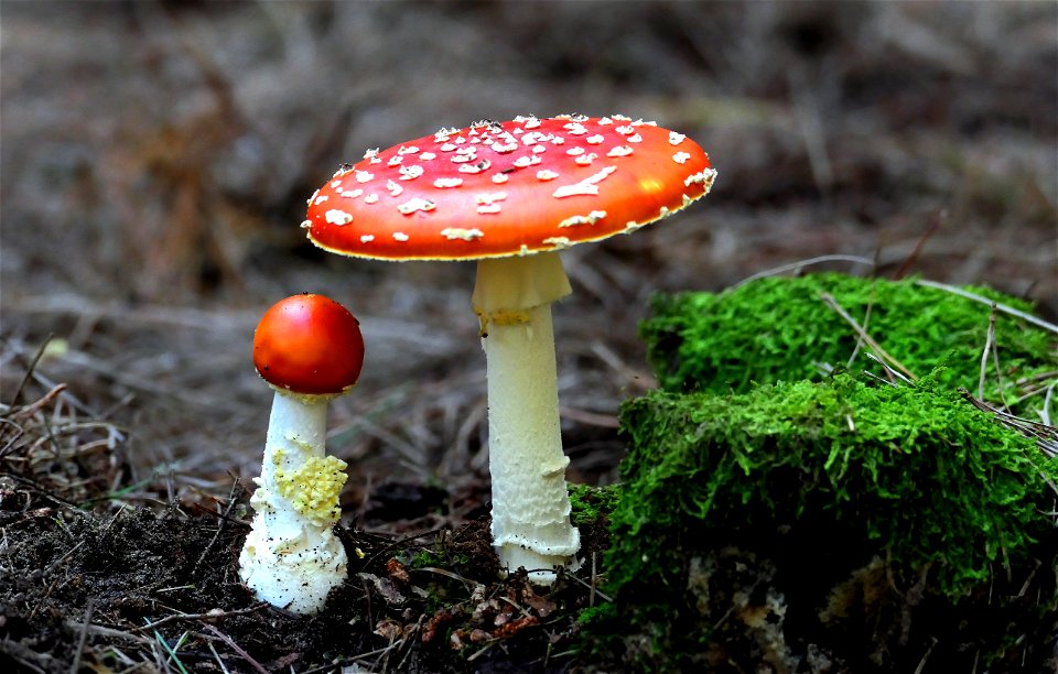 Fly Agaric. photo