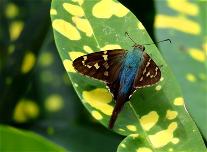 Skipper photo