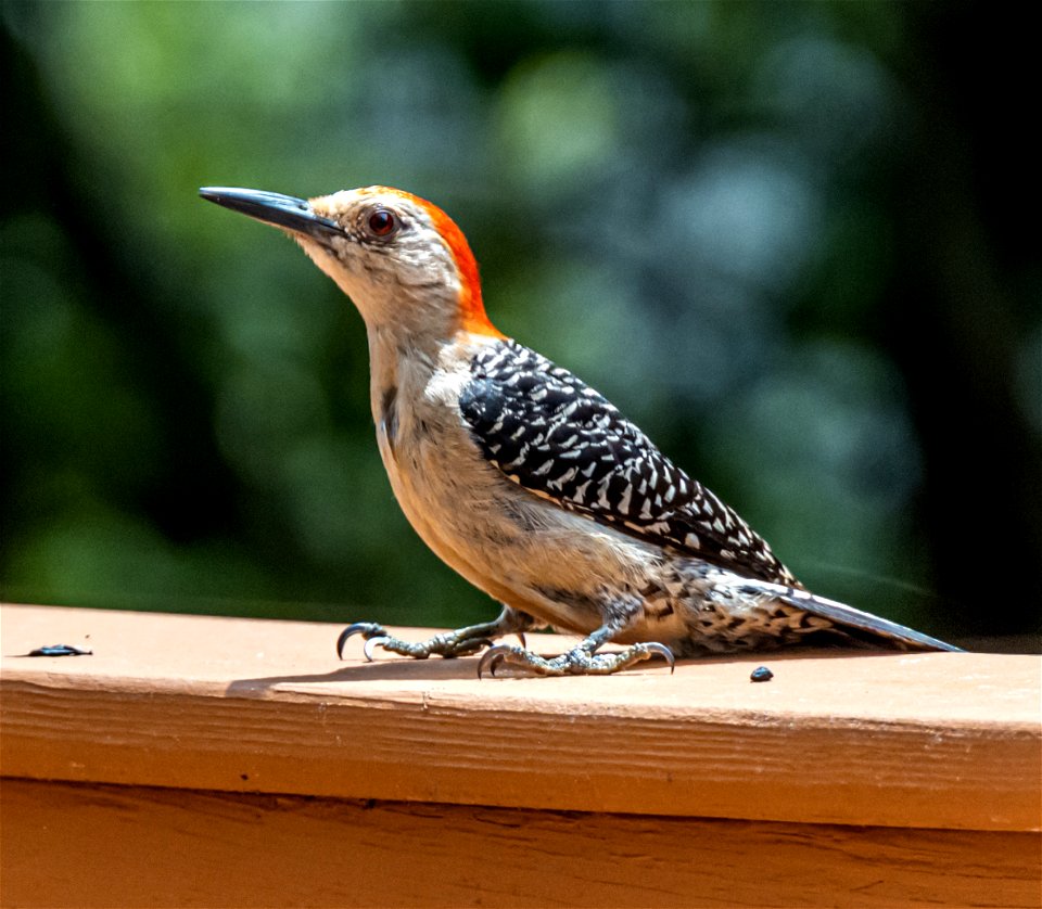 Day 174 - "As the woodpecker taps in a spiral quest from the root to the top of the tree, then flies to another tree, so have I bored into life to find what lay therein. And now it is time to die. And I will fly to another tree." - Sidney Lanier photo