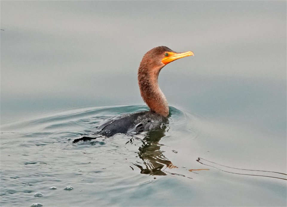 170 - DOUBLE-CRESTED CORMORANT (8-29-2021) crescent city, del norte co, ca -03