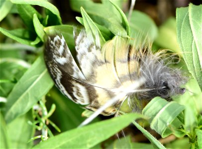 Great horned owl feather at Seedskadee National Wildlife Refuge photo