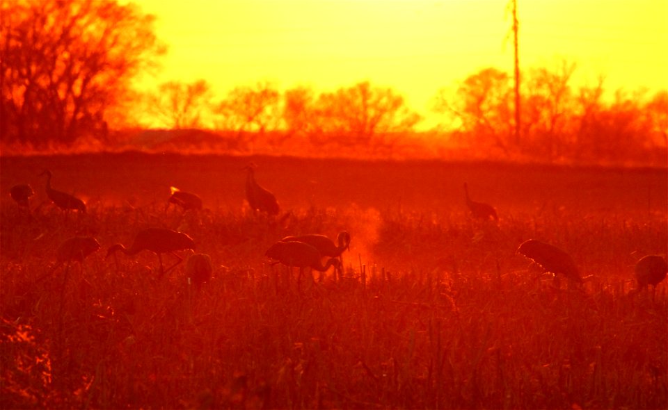 Sandhill Cranes Huron Wetland Management District South Dakota