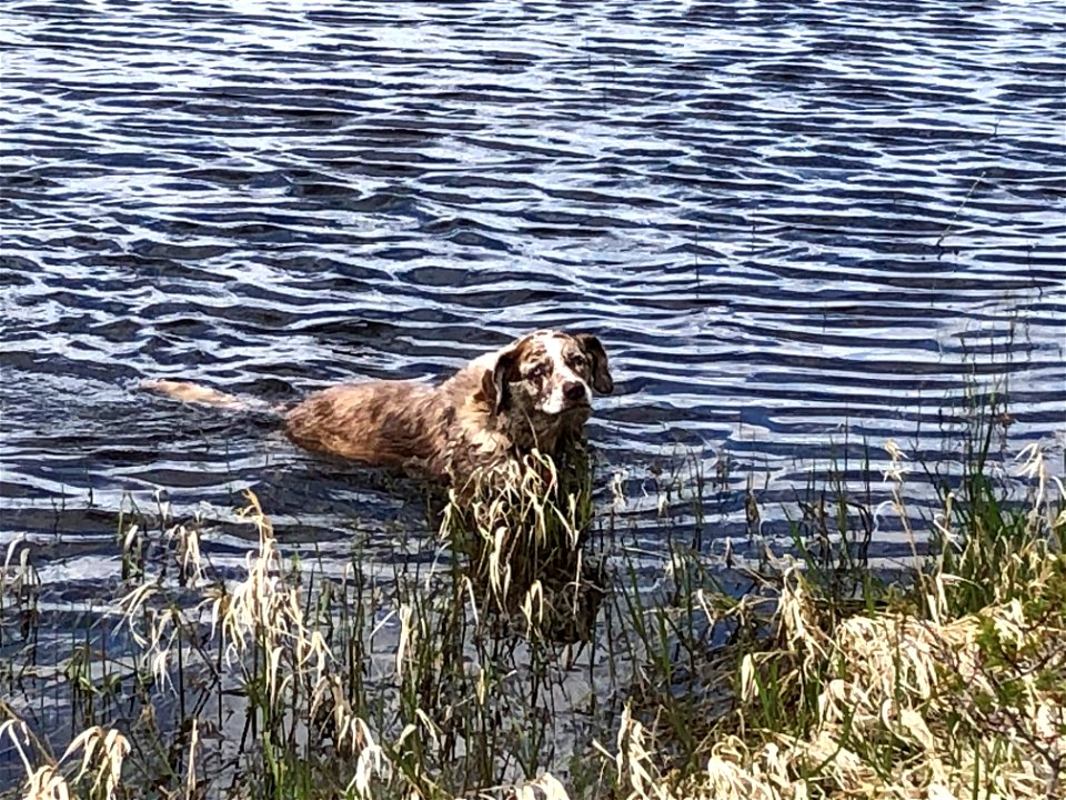 Hey! I Don't See a No Swimming Sign!