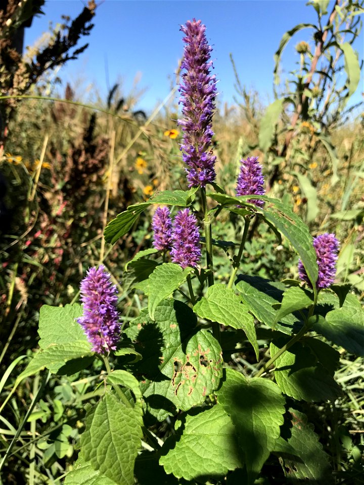 Anise Hyssop on Malm WPA (1st year Reconstruction) photo