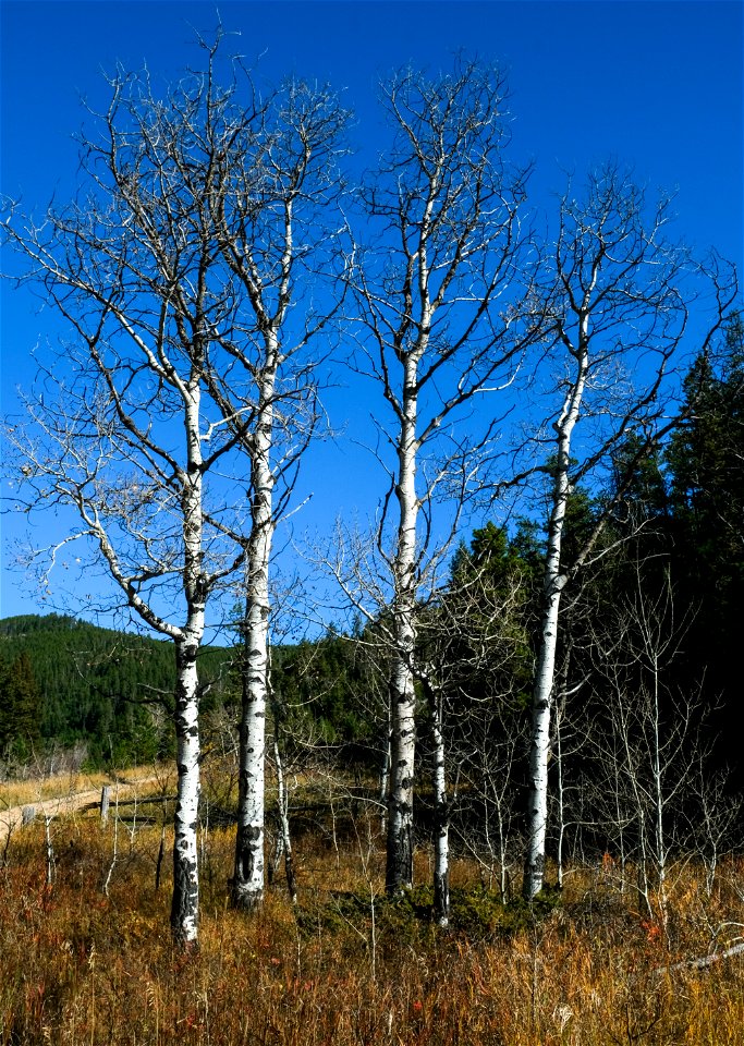 Bare aspens. photo