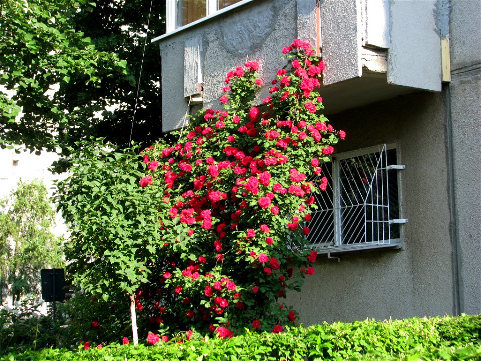 flAviatiei2009_0521_073140