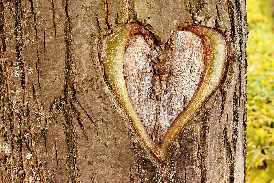Valentine's day bark tree bark