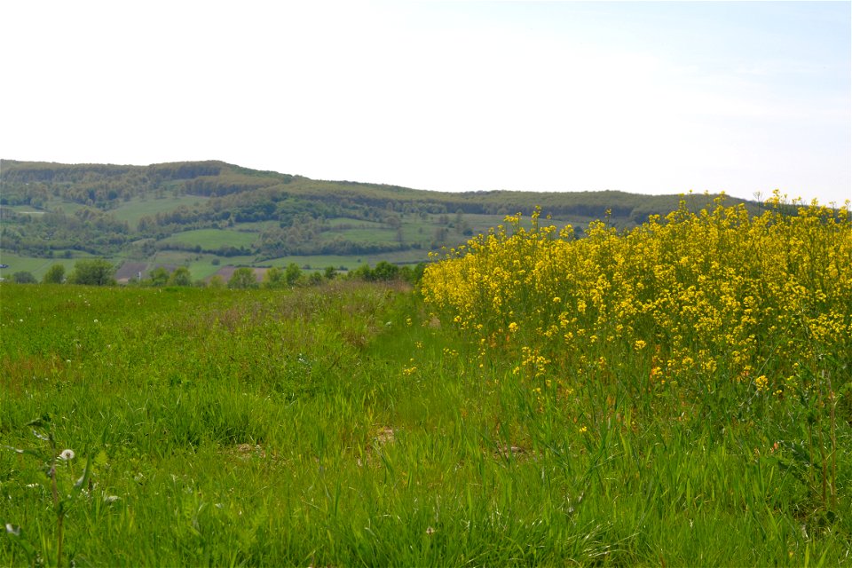 Field