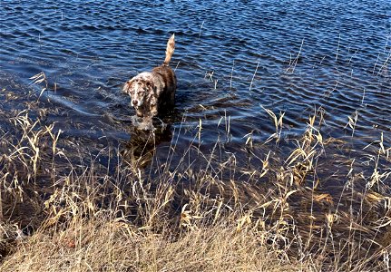 Cannot Resist a Swim photo