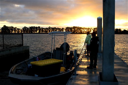 Delta smelt experimental release