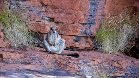 Rock wallaby