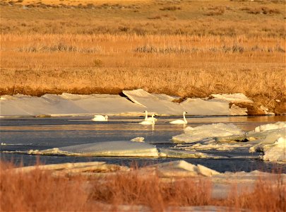 Trumpeter swan at Seedskadee National Wildlife Refuge