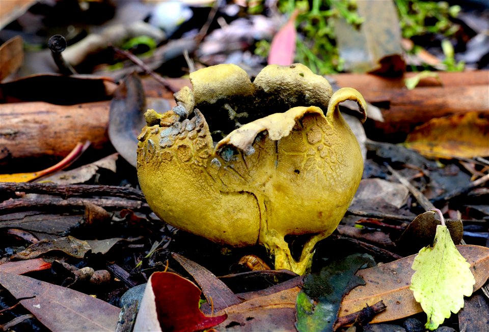 Puffball. photo