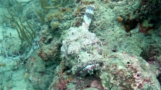 Closeup Scorpion Fish on rock Tayrona National Park Diving Taganga Colombia