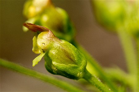 Scrophularia montana photo
