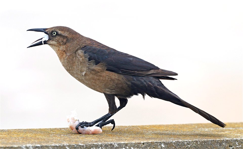938 - BOAT-TAILED GRACKLE (05-19-2023) female, wrightsville beach, new hanover co, nc -03