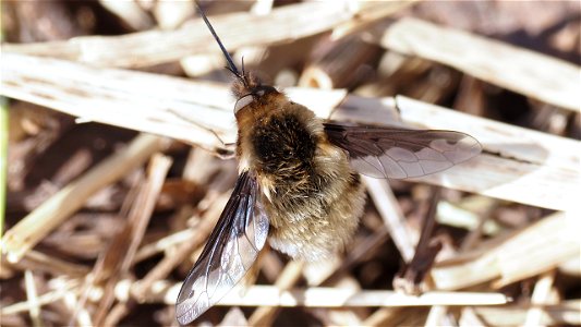 Bombylius major (Großer Wollschweber) - Männchen
