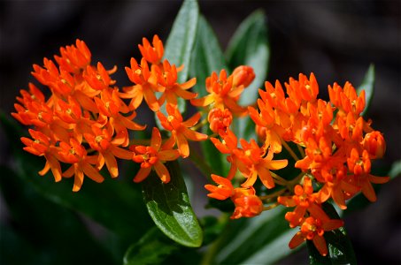 Butterflyweed blooms photo