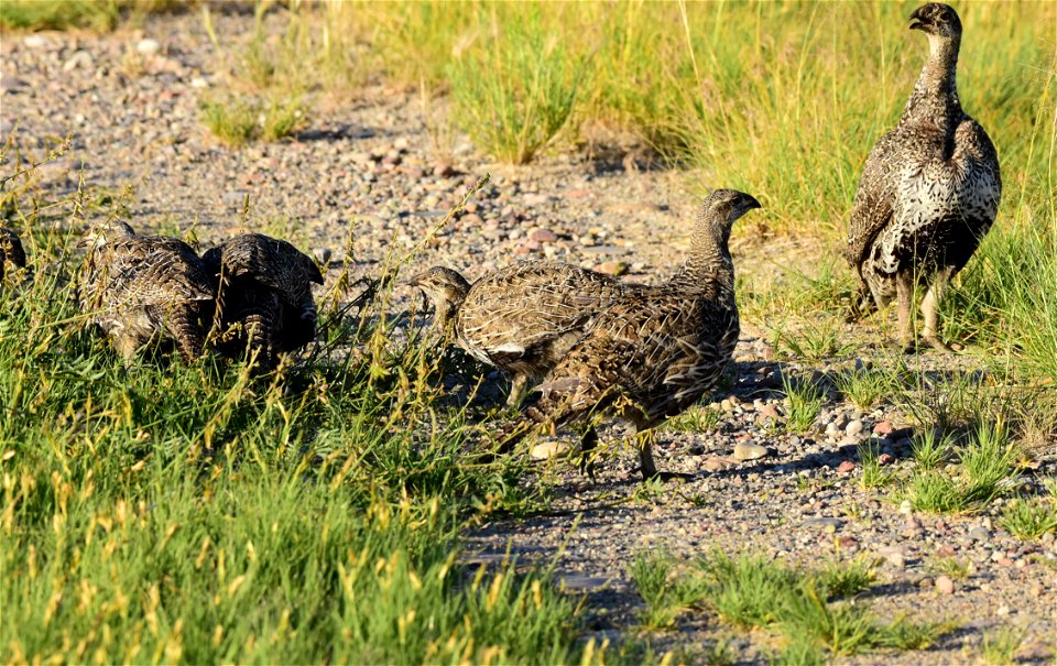 Greater sage-grouse at Seedskadee National Wildlife Refuge