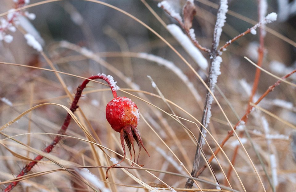 Behold the Rose Hip
