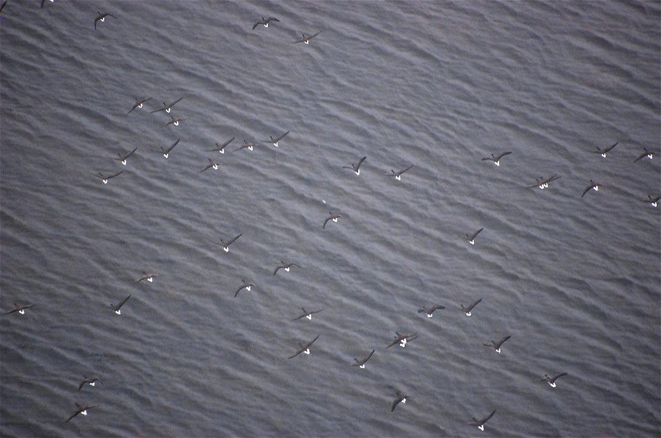 Brant at Izembek Lagoon