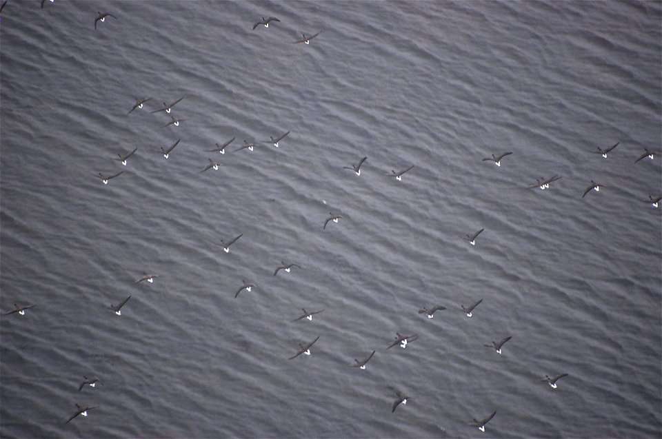 Brant at Izembek Lagoon photo